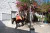 dsc_0013_small.jpg